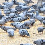 animal feeding services, cow feeding services, crow feeding services,stray animal feeding services, underprivileged feeding services, feeding poor services, usa ,uk, canada, france, paris, japan, bird feeding services,offering to be made to the sea, animal feeding services in india, crow feeding services in india, feeding animal services in india