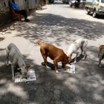 animal feeding services, cow feeding services, crow feeding services,stray animal feeding services, underprivileged feeding services, feeding poor services, usa ,uk, canada, france, paris, japan, bird feeding services,offering to be made to the sea, animal feeding services in india, crow feeding services in india, feeding animal services in india